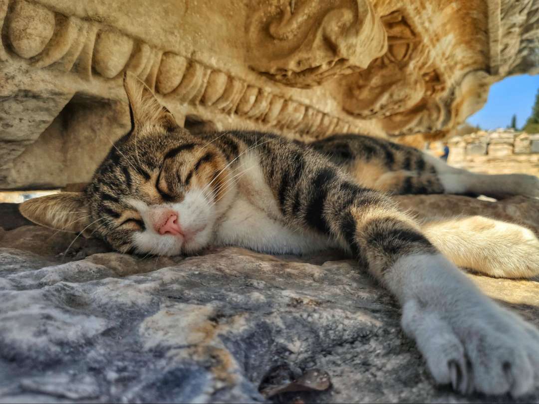 トルコはまるで“野良猫の楽園”