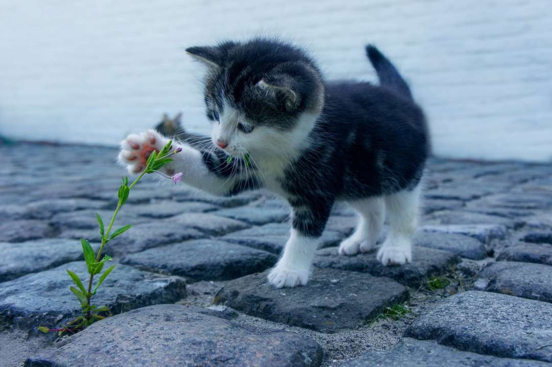 ペットショップで猫を飼うトルコ人は少ない